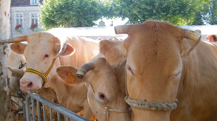 LA BLONDE – Sauveterre-de-Béarn va célébrer sa race préférée